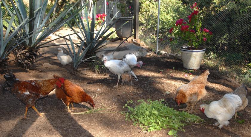 Villa Azalea Inn & Organic Farm JALISCO Екстериор снимка